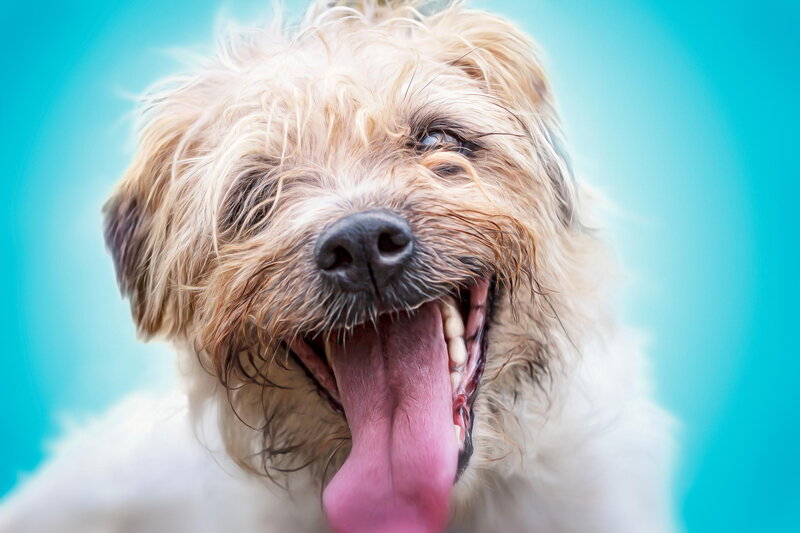 Wet Dog Yawning