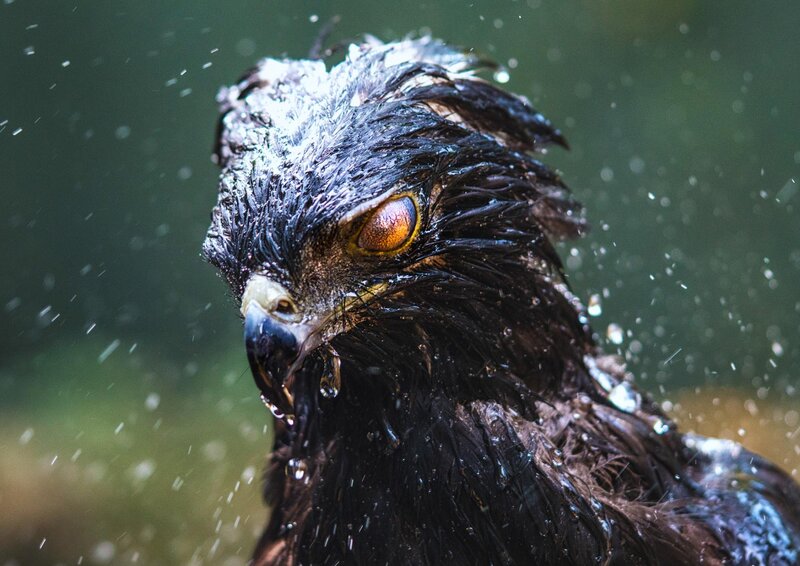 Wet Eagle Head