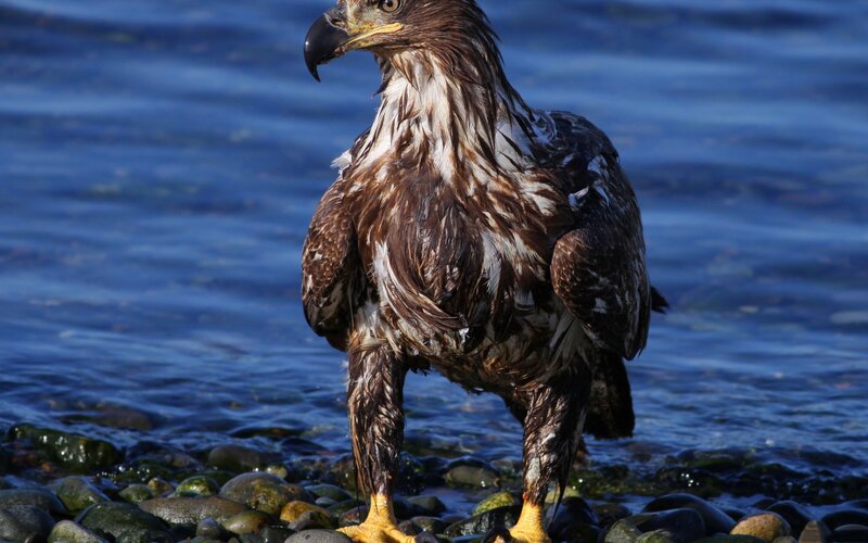 Wet Eagle on Rocks — Brown, Alert