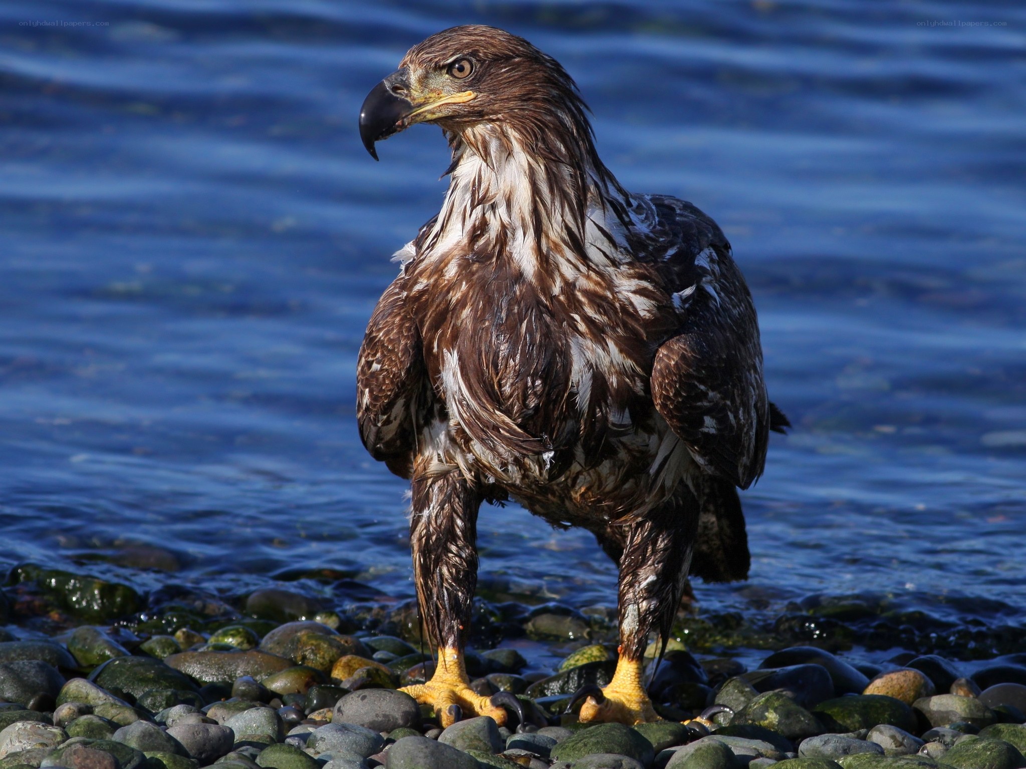 Wet eagle on rocky shore