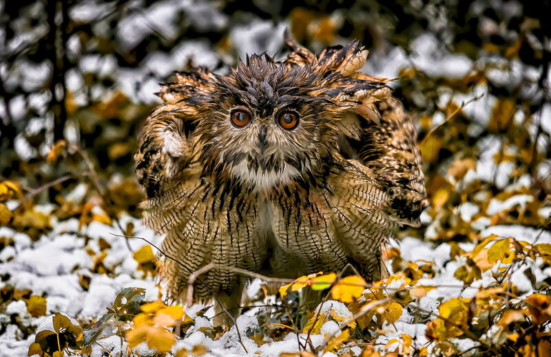 Wet Eagle Owl