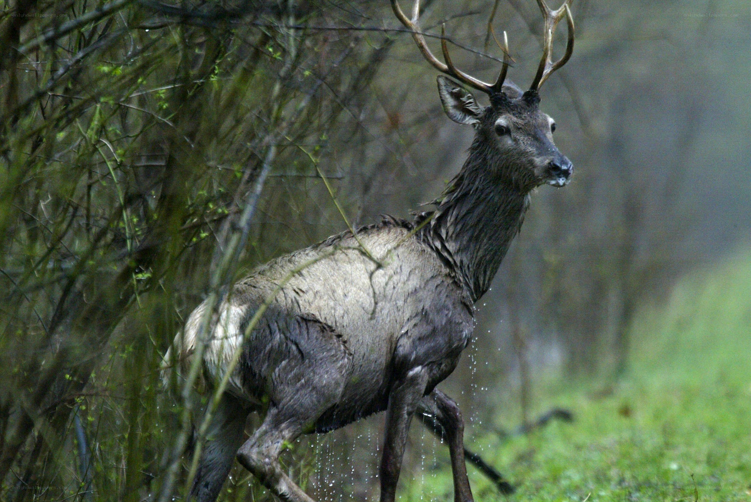 wet elk in forest