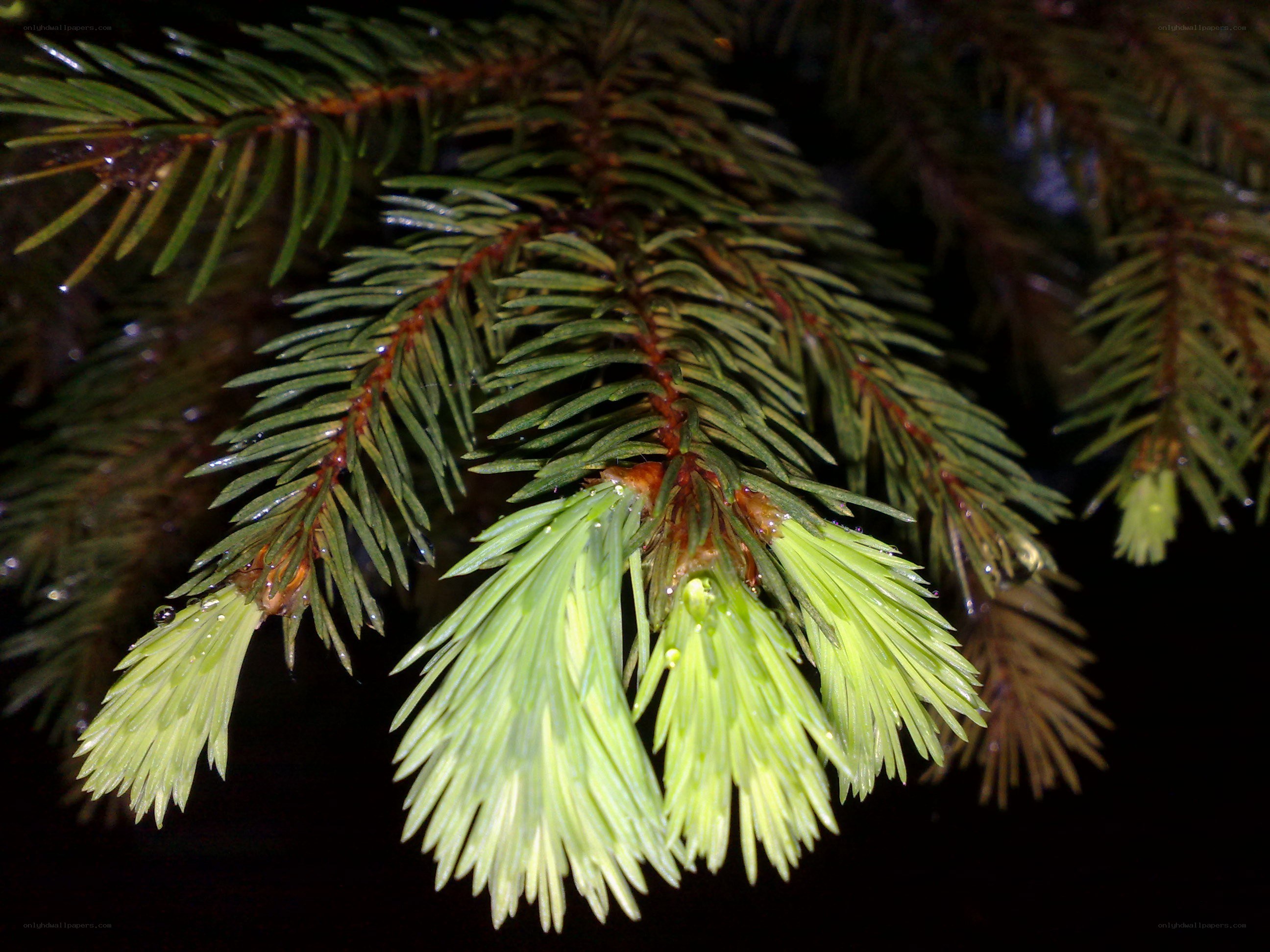 Wet evergreen branch close-up