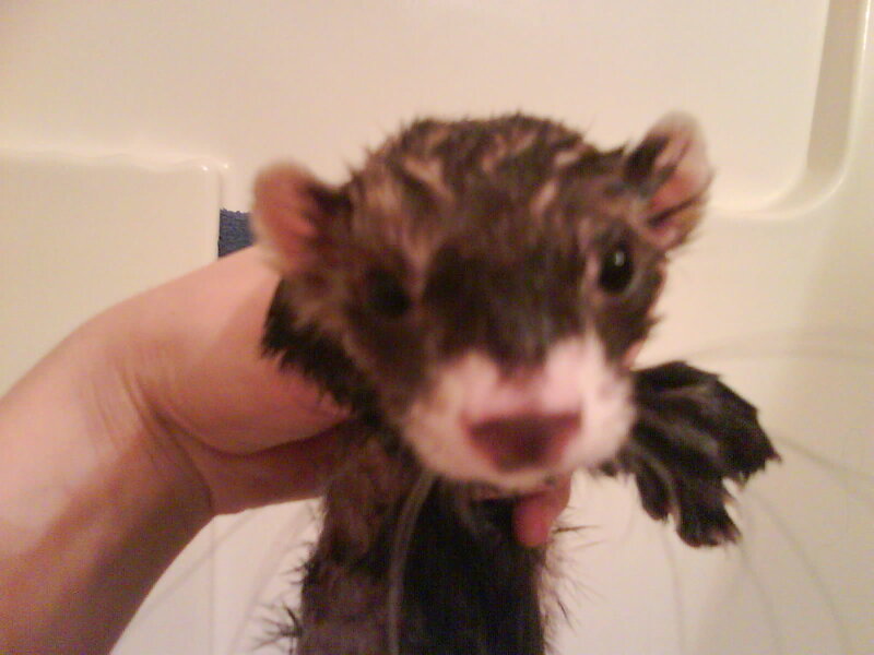wet ferret being held