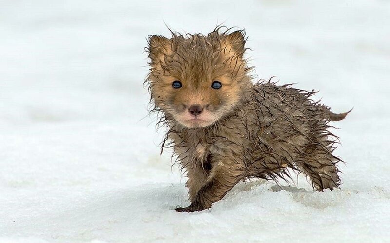 Wet Fox Kit in Snow