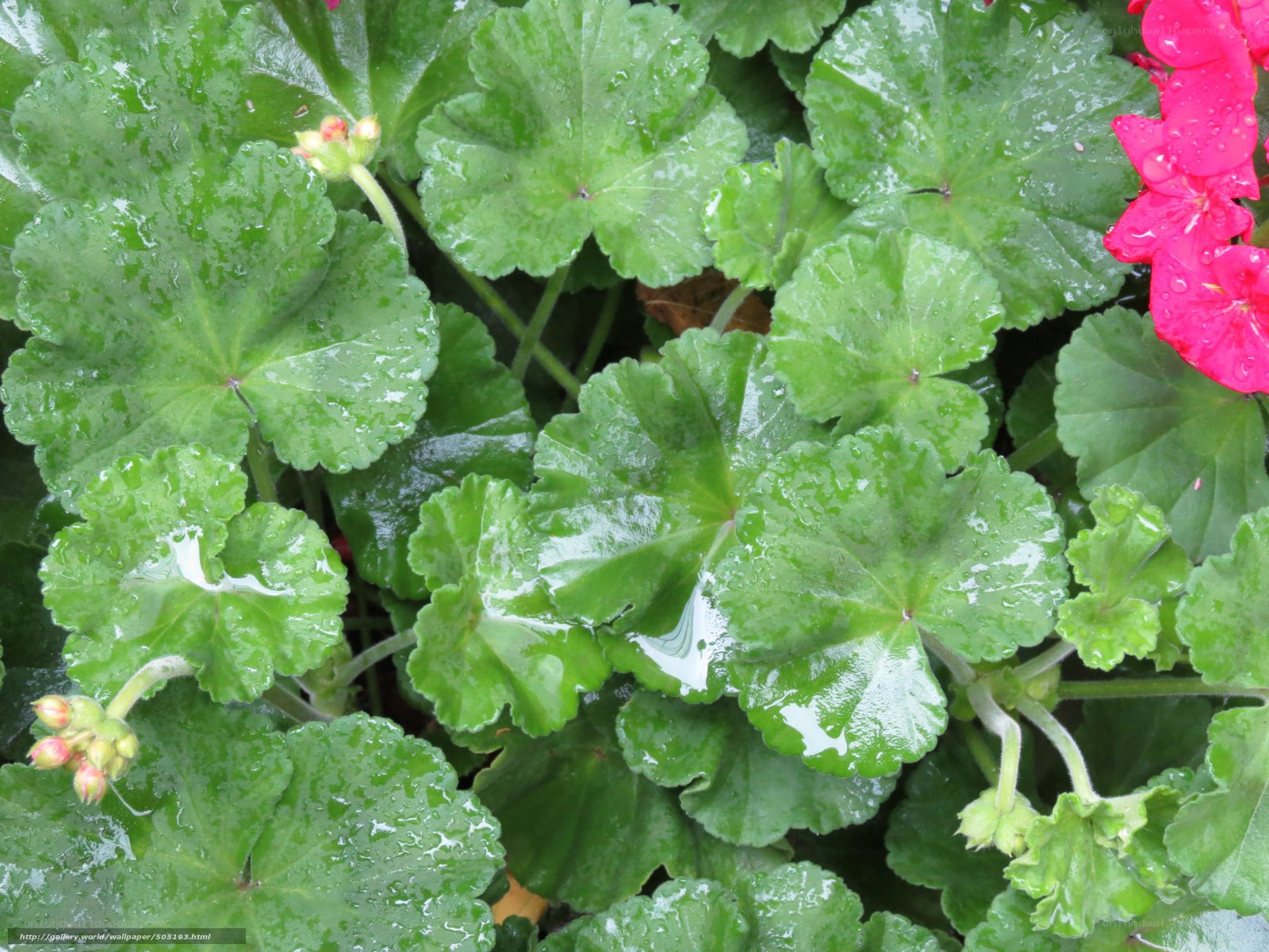 wet geranium leaves and flowers
