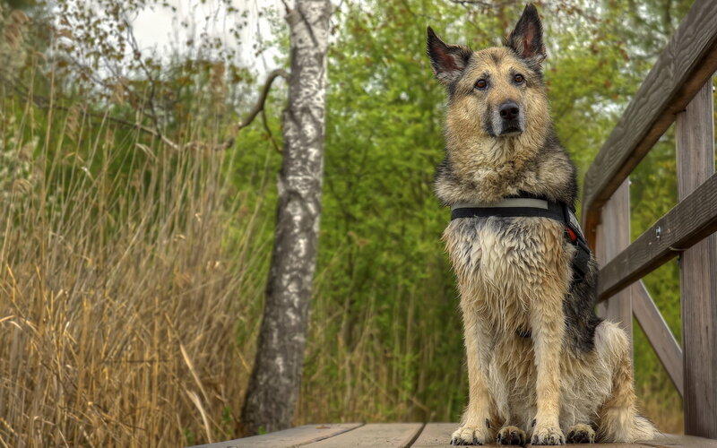 Wet German Shepherd Dog