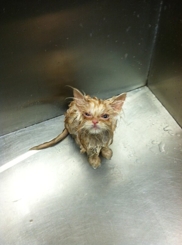 Wet Ginger Cat — Brown, Damp