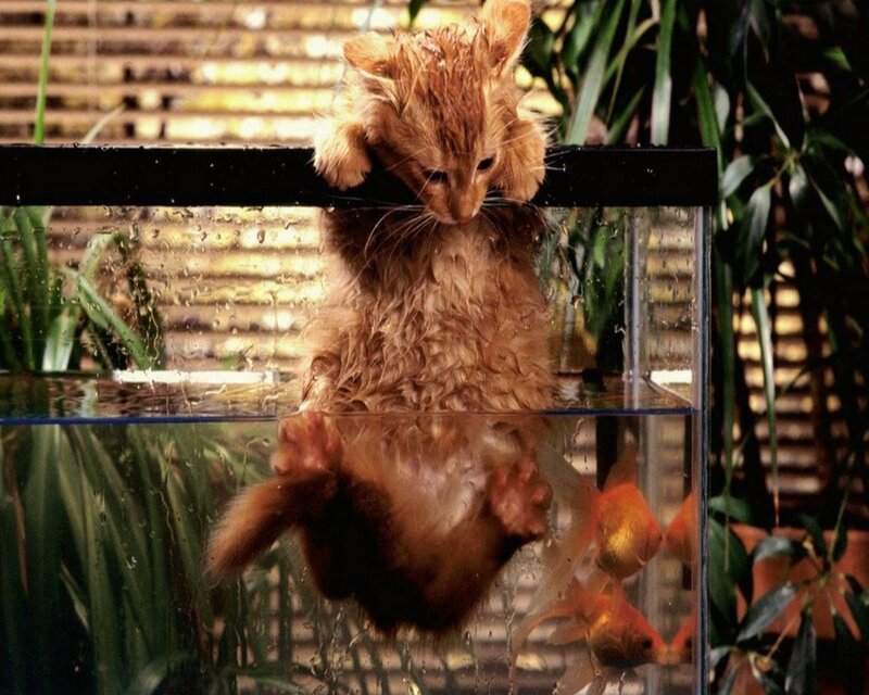 Wet Ginger Kitten — Orange