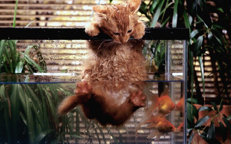Wet Ginger Kitten
