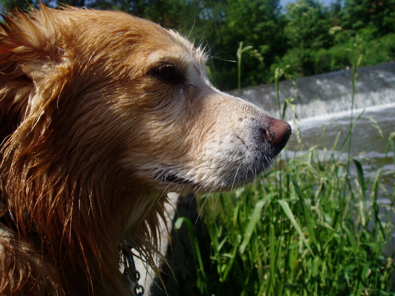 Wet Golden Dog