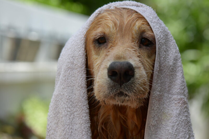 Wet Golden Retriever — Brown, Calm