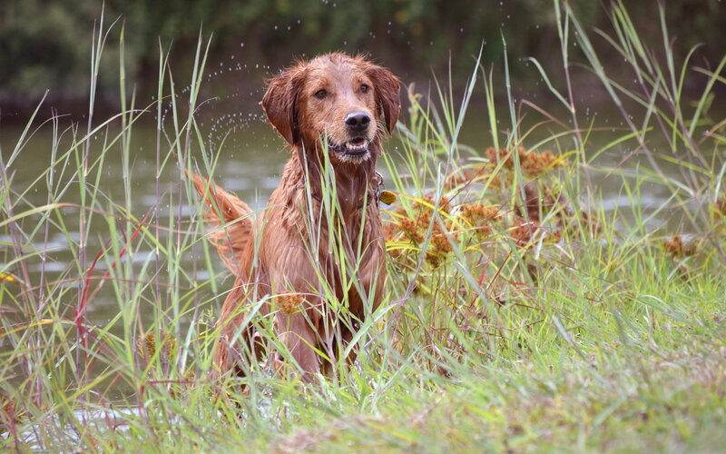 Wet Golden Retriever — Brown, Natural
