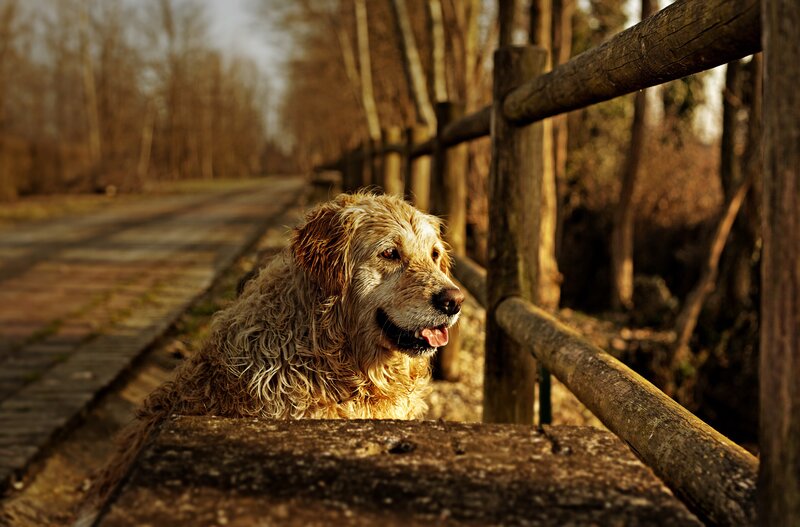 Wet Golden Retriever — Brown, Serene