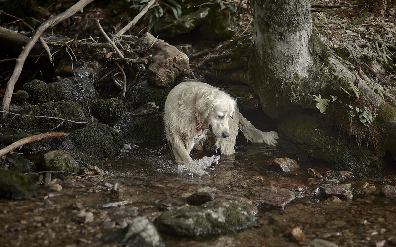 Wet Golden Retriever — Brown