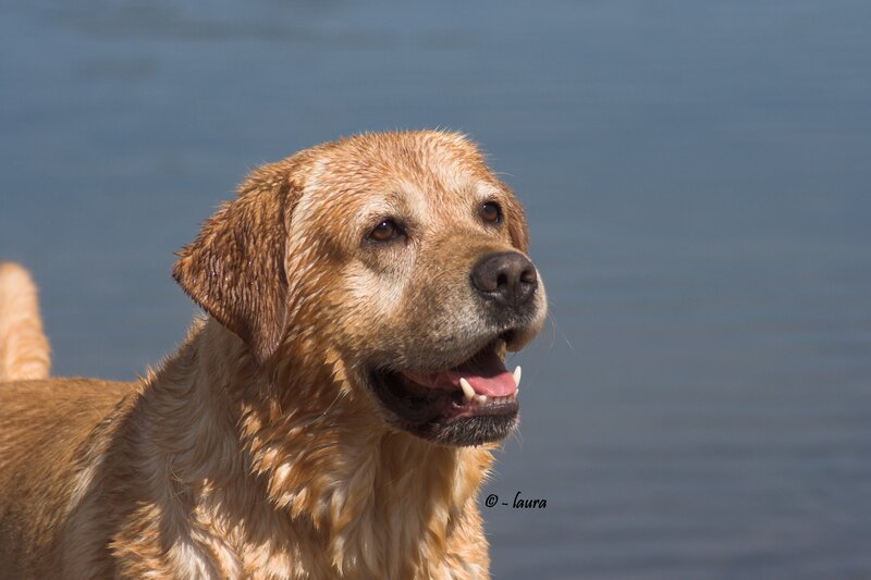 wet golden retriever by water