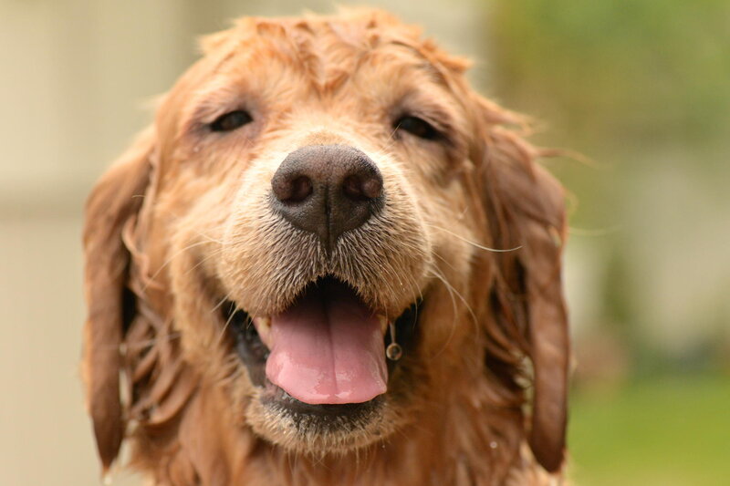 Wet Golden Retriever Dog — Brown