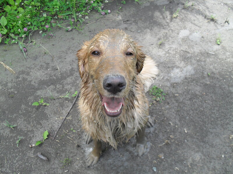 Wet Golden Retriever Dog