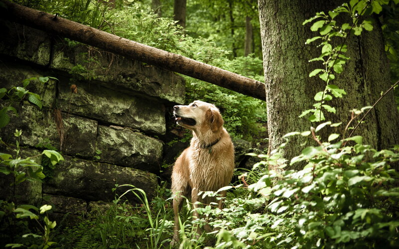 Wet Golden Retriever — Green