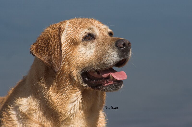 wet golden retriever portrait