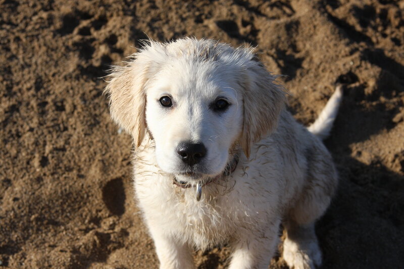 Wet Golden Retriever Puppy