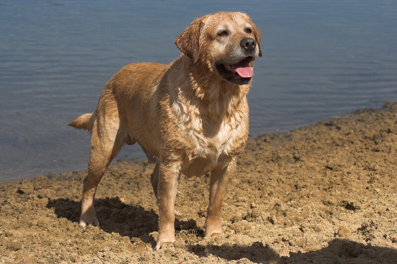 Wet Golden Retriever