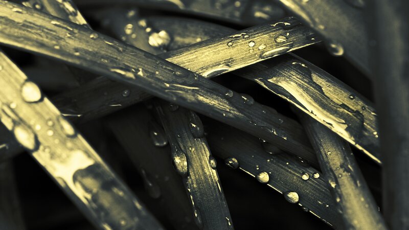Wet Grass Blades