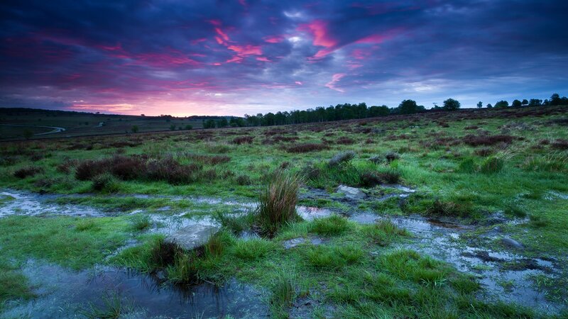 Wet Grassy Field