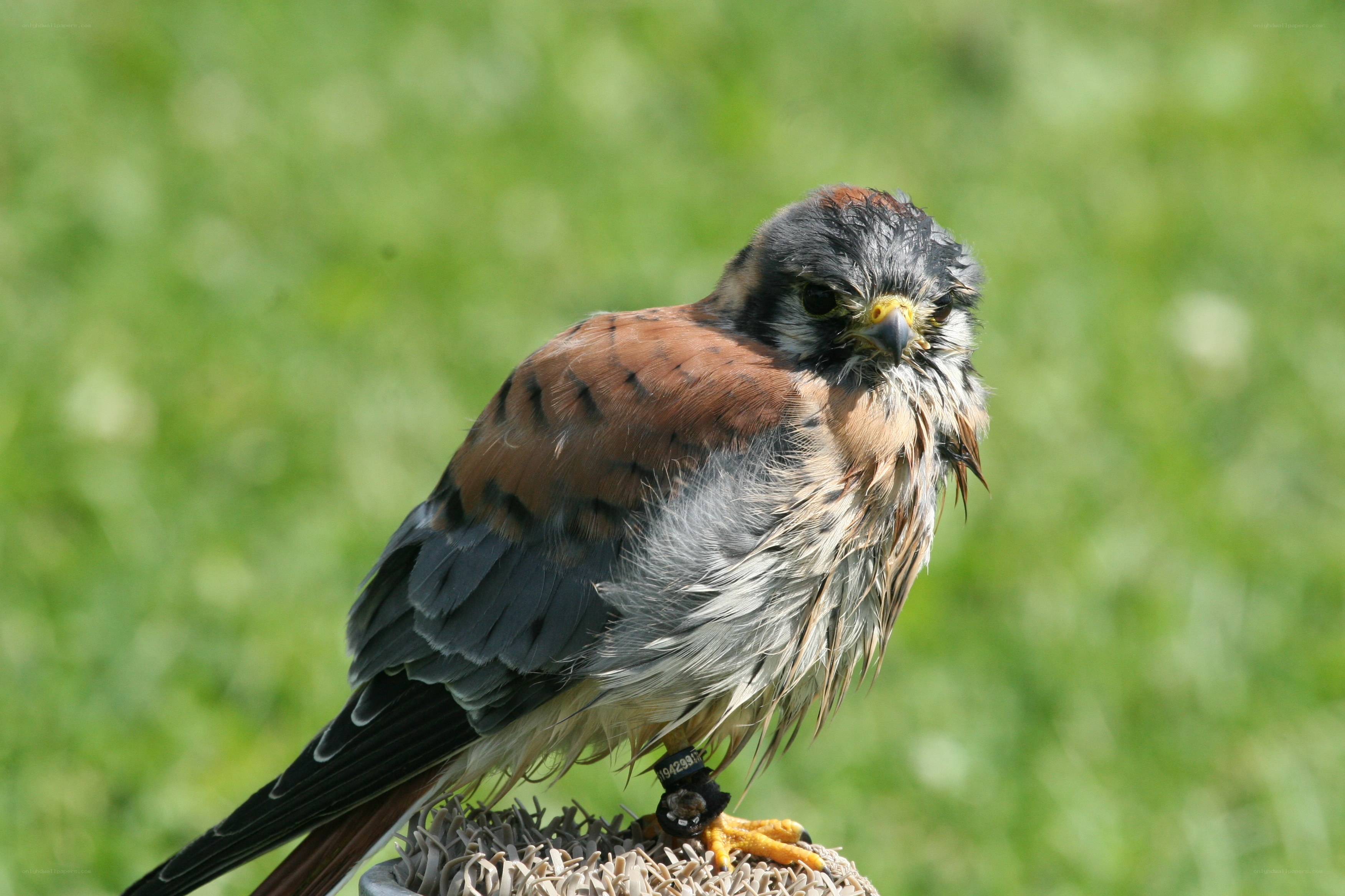 wet kestrel perched on a post