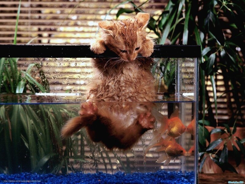 Wet Kitten in Aquarium