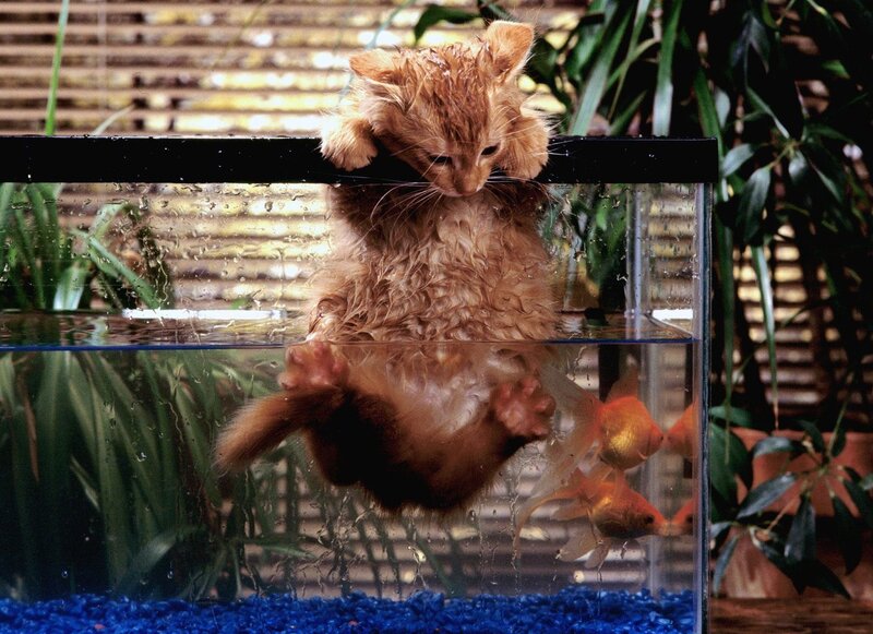 wet kitten in fish tank