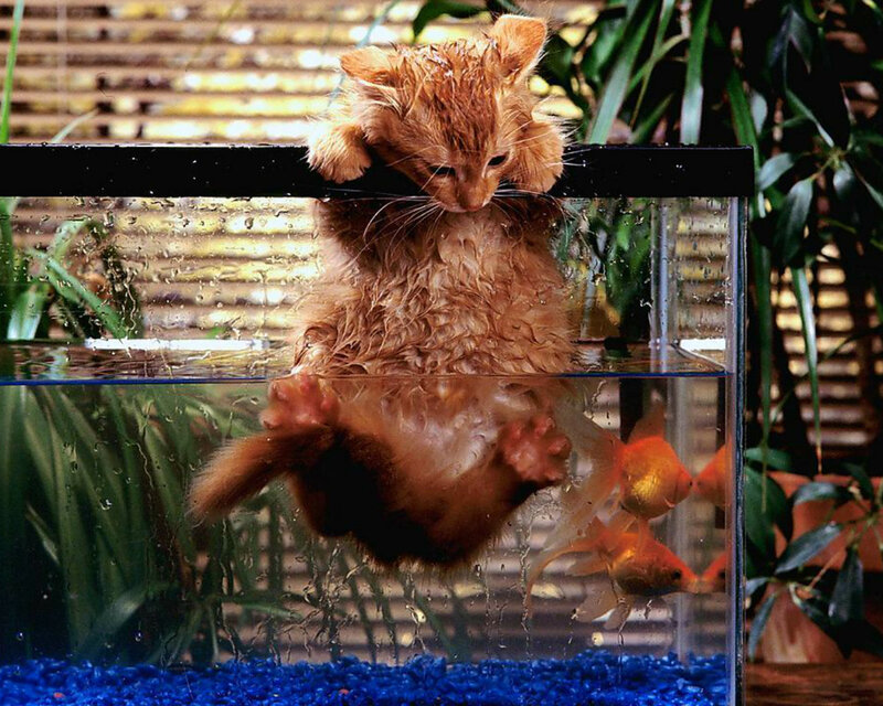 Wet Kitten in Fish Tank — Orange, Playful