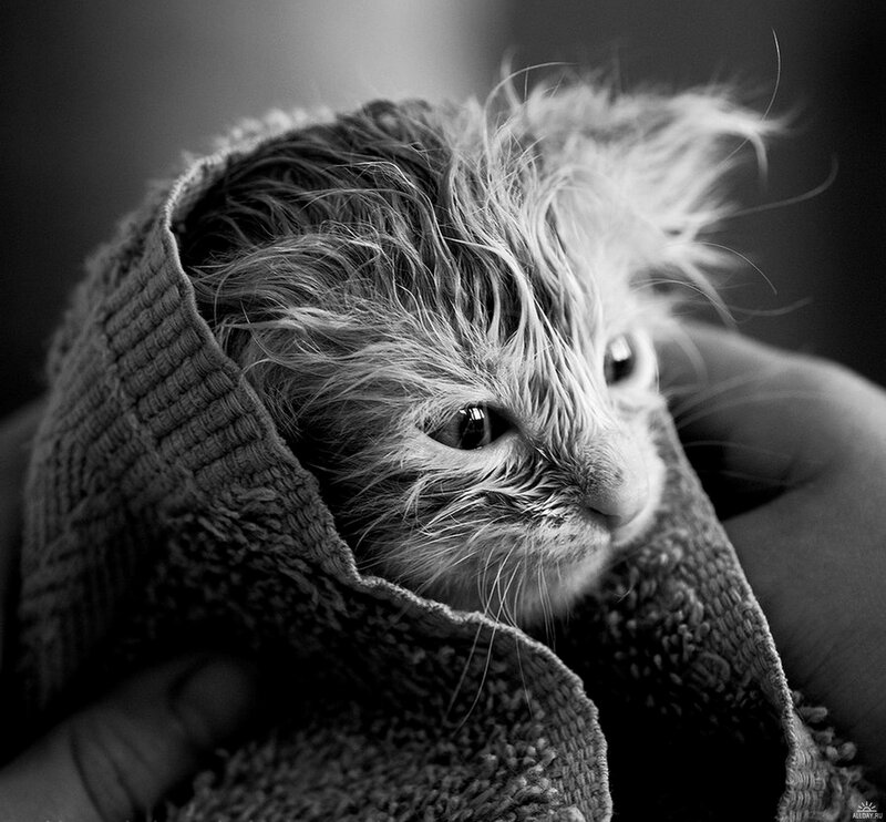 Wet Kitten Wrapped in Towel — Black