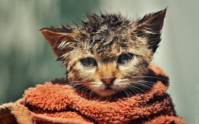 Wet Kitten Wrapped in Towel — Brown, Calm