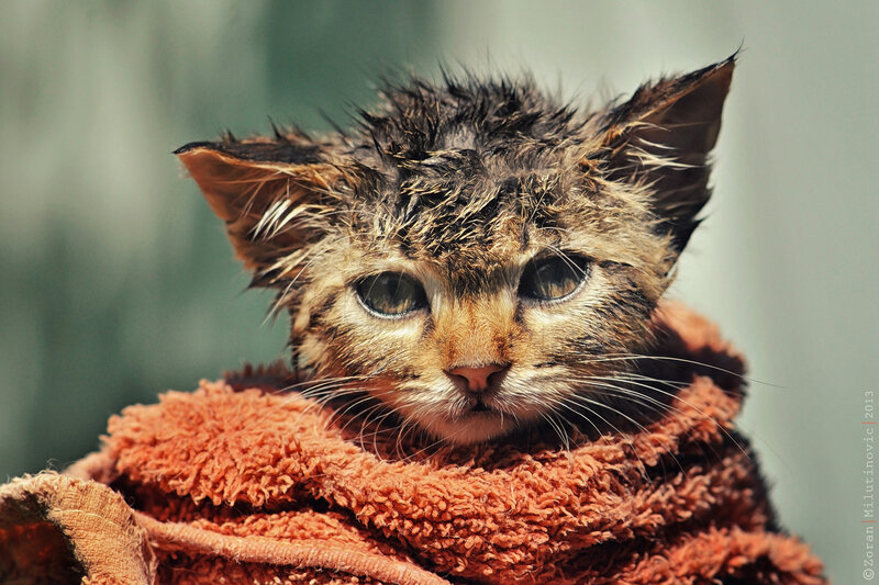 Wet Kitten Wrapped in Towel — Brown