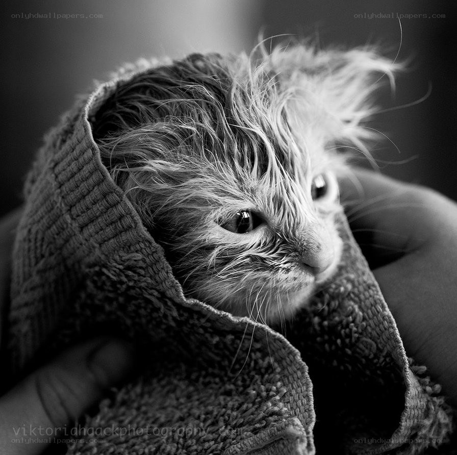 wet kitten wrapped in towel
