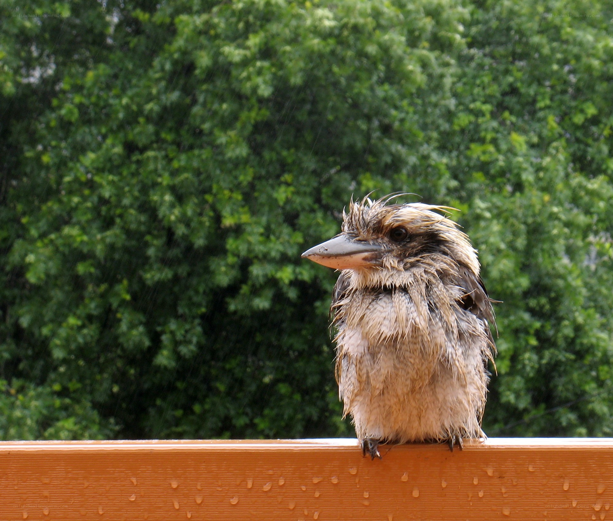 wet kookaburra in rain