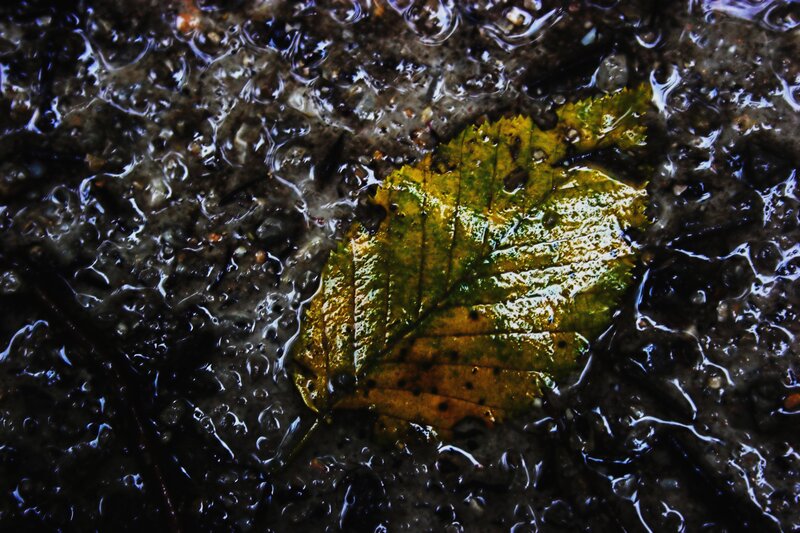 Wet Leaf in Water