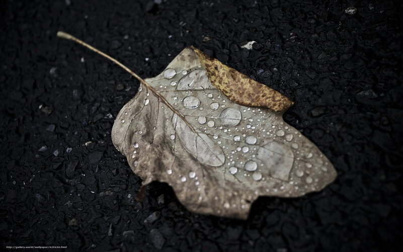 Wet Leaf on Asphalt — Black