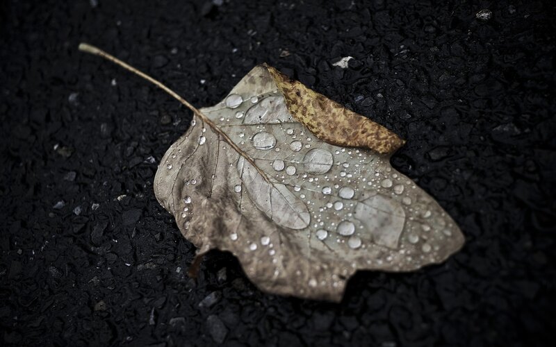 Wet Leaf on Asphalt