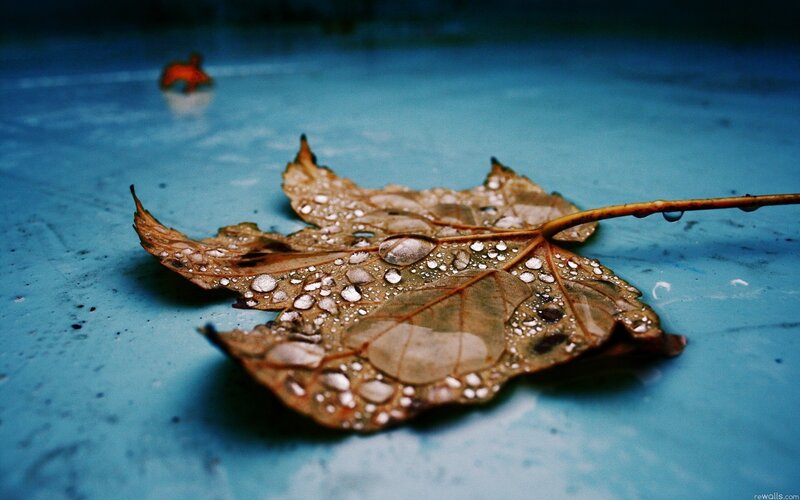 Wet Leaf on Blue Surface — Calm, Autumn
