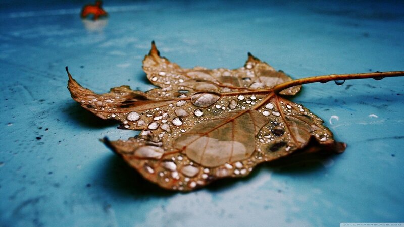 Wet Leaf on Blue Surface — Calm