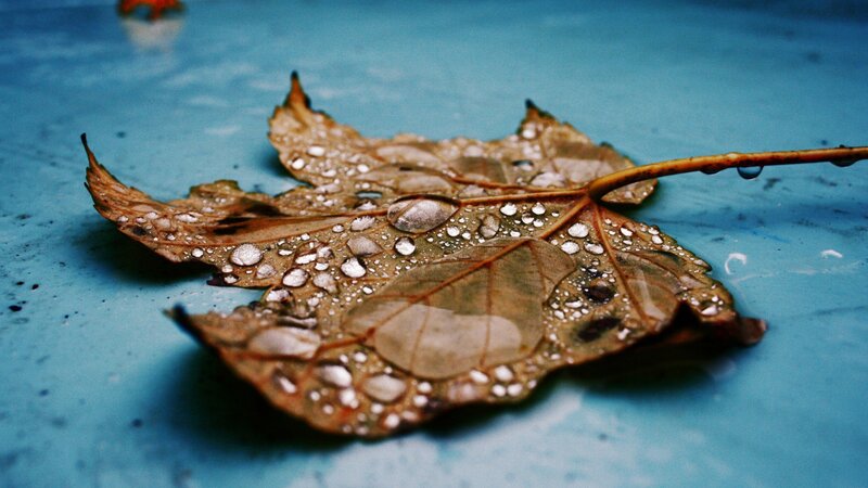 Wet leaf on blue surface