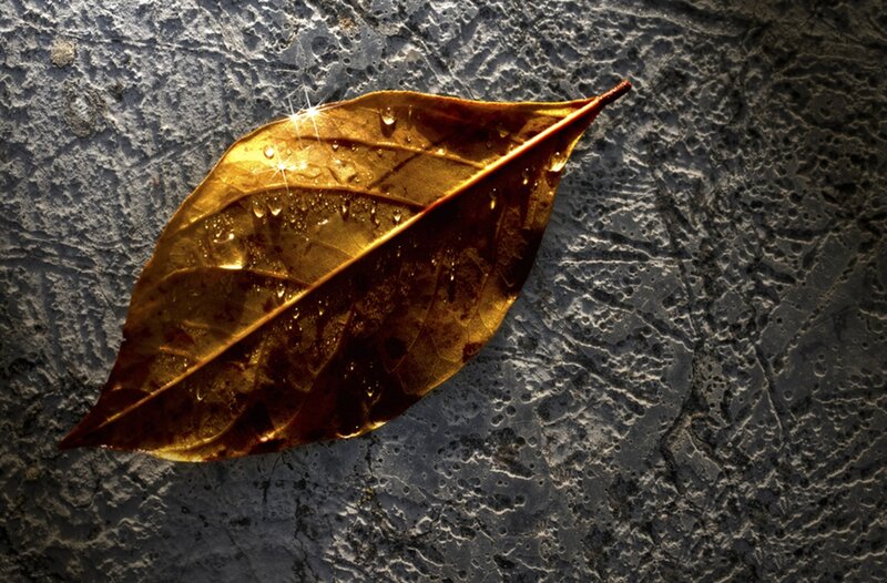 Wet Leaf on Concrete