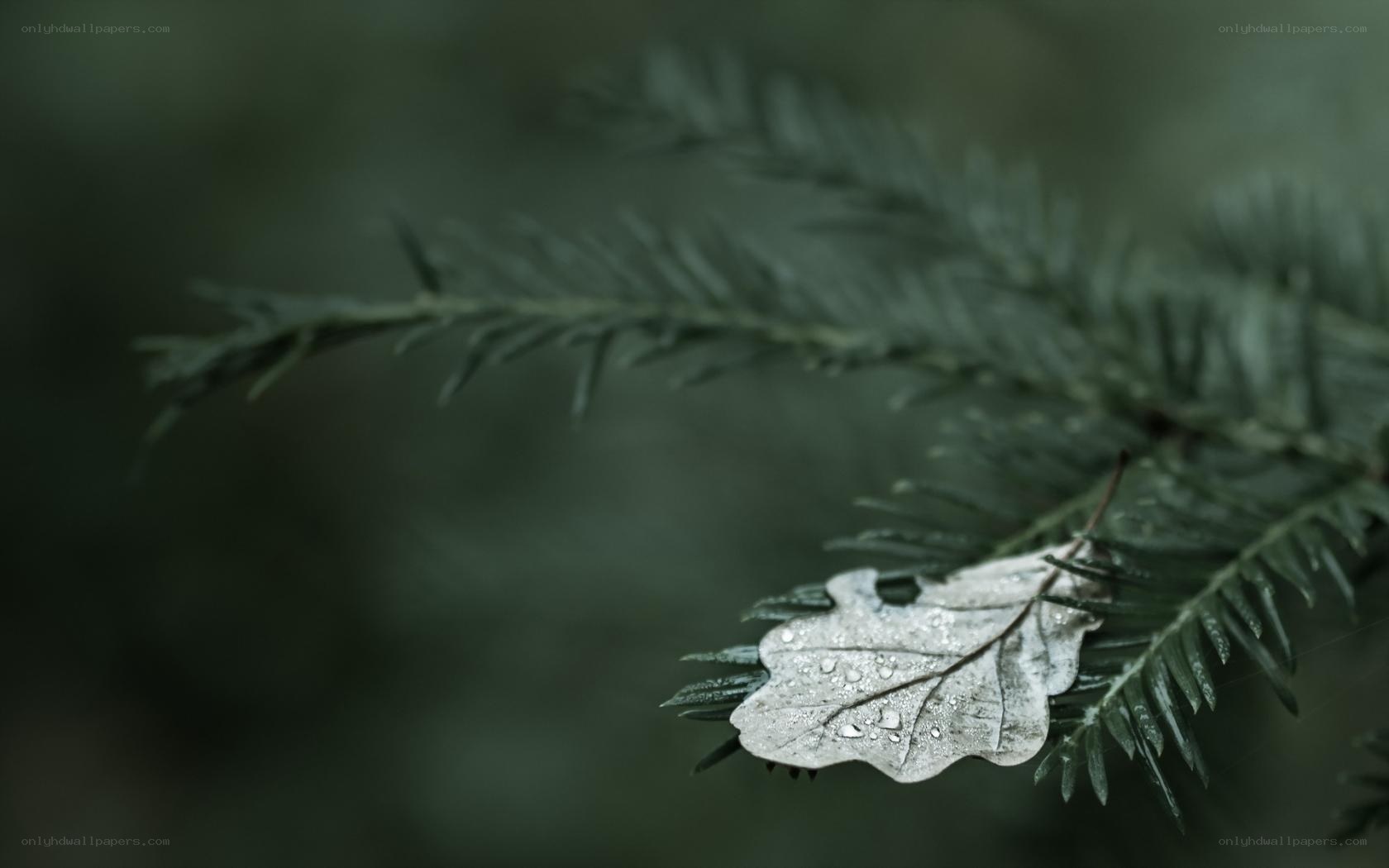 Wet leaf on evergreen branch