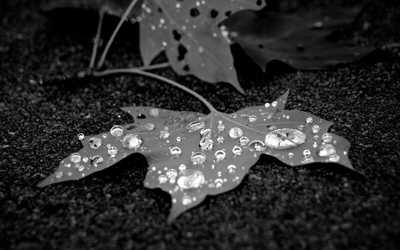 Wet Leaf on Ground