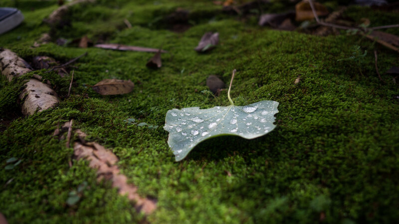 Wet Leaf on Moss