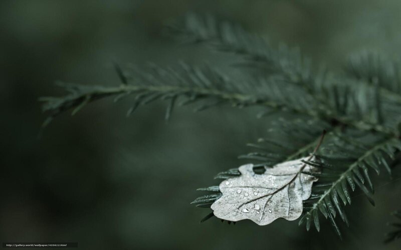 Wet leaf on pine branch
