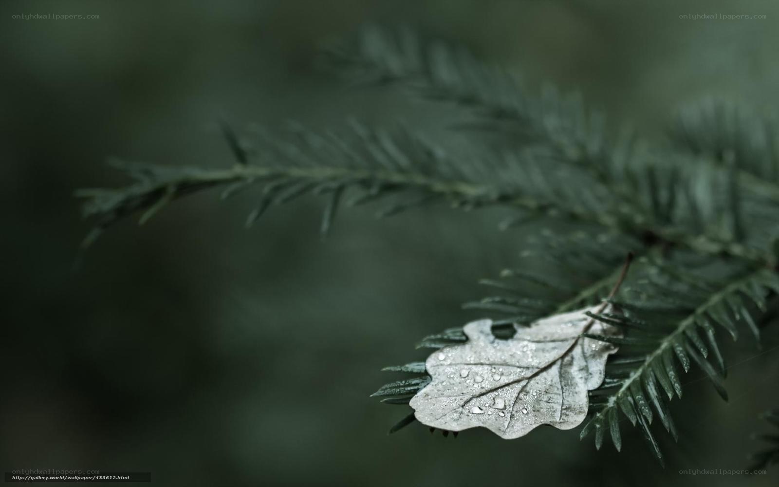 Wet leaf on pine branch