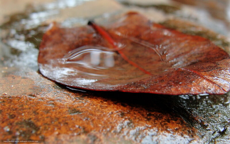 Wet Leaf on Rock